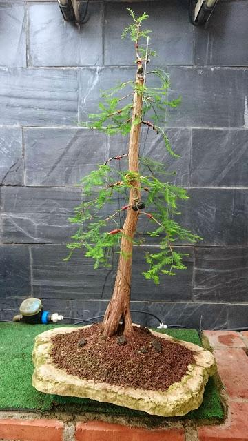 Ciprés de los Pantanos : La primera formación .