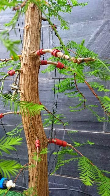 Ciprés de los Pantanos : La primera formación .