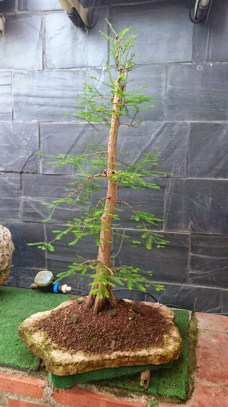 Ciprés de los Pantanos : La primera formación .