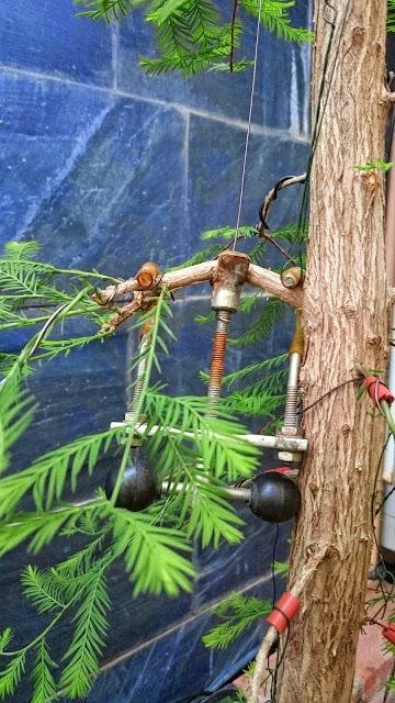 Ciprés de los Pantanos : La primera formación .