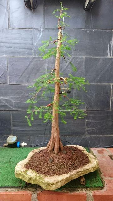 Ciprés de los Pantanos : La primera formación .