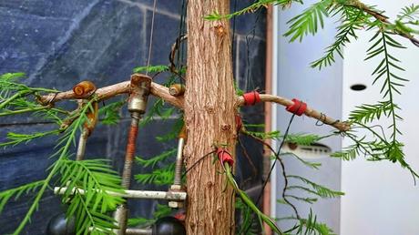 Ciprés de los Pantanos : La primera formación .