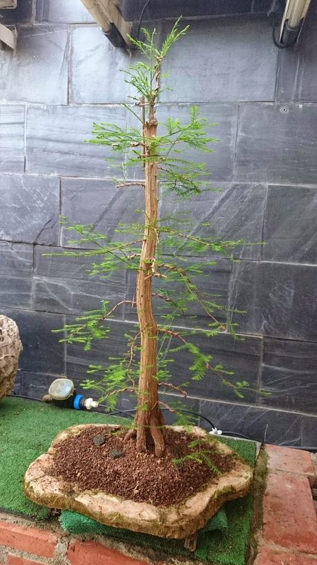 Ciprés de los Pantanos : La primera formación .