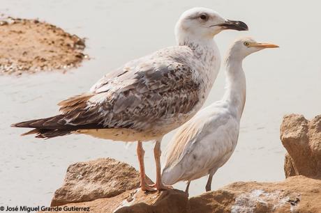 BIRDS OF THE NAVARRA SPAIN-AVES DE NAVARRA ESPAÑA