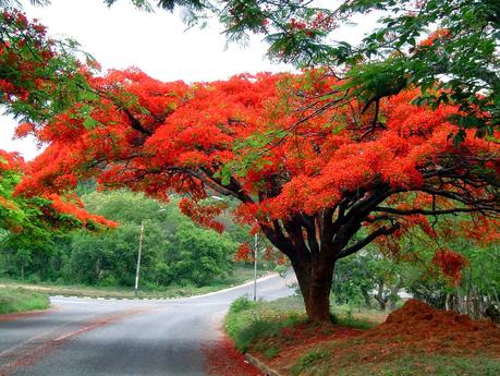Flor de paraíso: Delonix regia