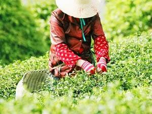 Las propiedades del té blanco, el exilir de la juventud