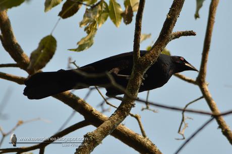 Tordo gigante (Giant-Cowbird) Molothrus oryzivorus
