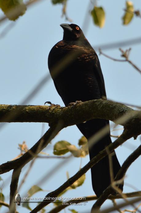 Tordo gigante (Giant-Cowbird) Molothrus oryzivorus
