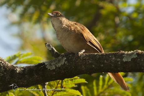 Espinero grande (Greater Thornbird) Phacellodomus ruber