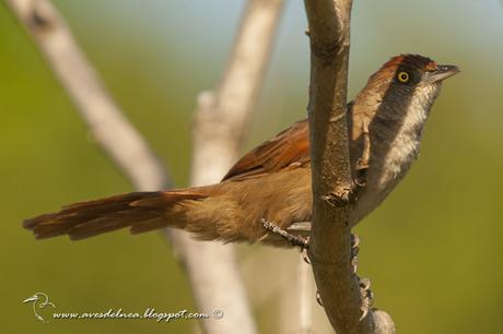 Espinero grande (Greater Thornbird) Phacellodomus ruber