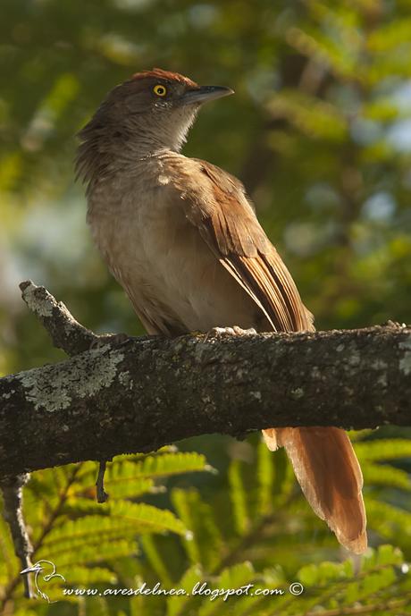 Espinero grande (Greater Thornbird) Phacellodomus ruber
