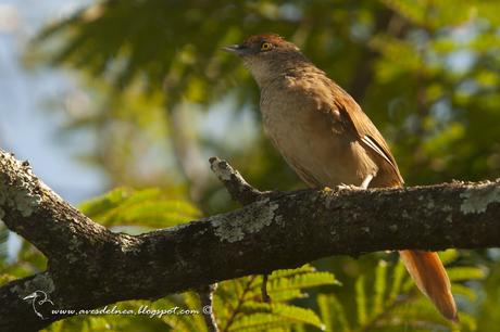 Espinero grande (Greater Thornbird) Phacellodomus ruber