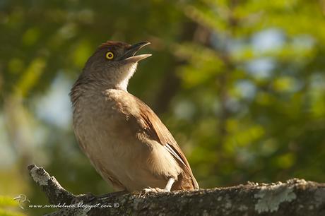 Espinero grande (Greater Thornbird) Phacellodomus ruber