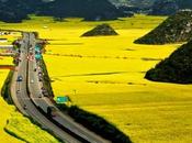 Louping (China): hermoso jardín flores amarillas beautiful garden yellow flowers. (Span Eng)