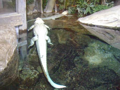 Acuario de Georgia, Atlanta