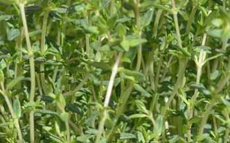 Dolor de la menstruación: alívialo con tomillo Dolor de la menstruación: alívialo con tomillo