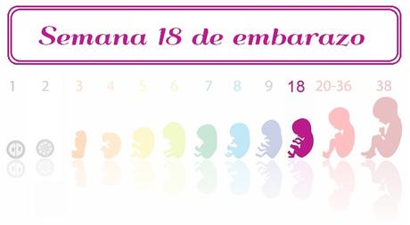 18 semanas de embarazo