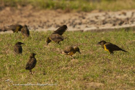 Pecho amarillo común (Brown-and-yellow Marshbird) Pseudoleistes virescens