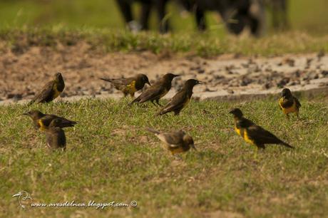 Pecho amarillo común (Brown-and-yellow Marshbird) Pseudoleistes virescens