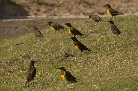 Pecho amarillo común (Brown-and-yellow Marshbird) Pseudoleistes virescens