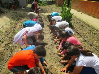 TRASPLANTAR AL TERRENO