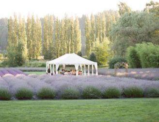 “Oro azul” en tu boda… a9b1f974bfdc7556742cb8597e969dd4