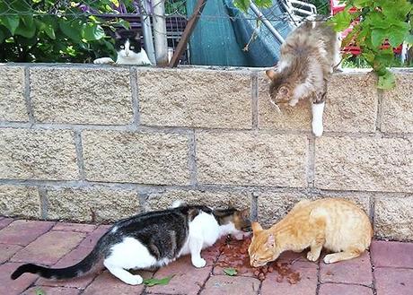 Cuatro gatos de la colonia esterilizada de Villaconejos
