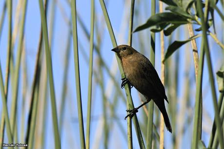 Ictéridos del Juncal