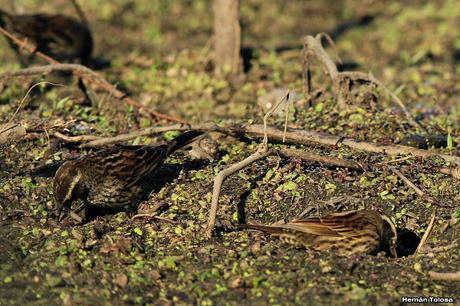 Ictéridos del Juncal