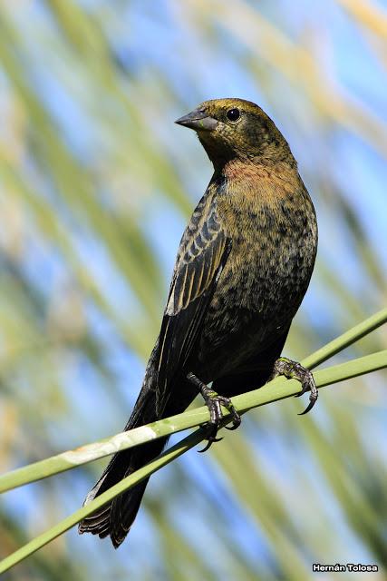 Ictéridos del Juncal