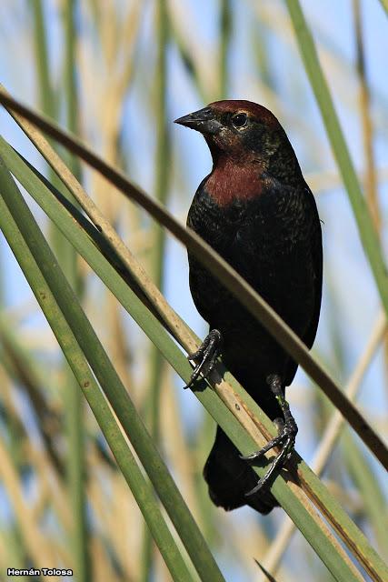Ictéridos del Juncal