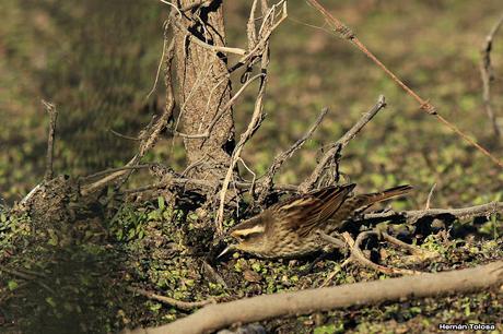 Ictéridos del Juncal