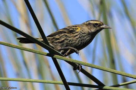 Ictéridos del Juncal