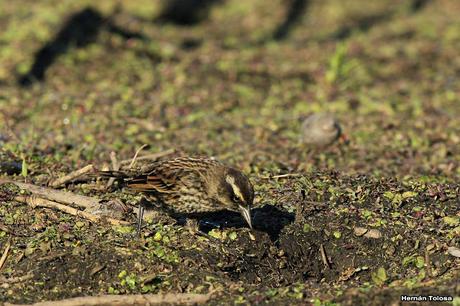 Ictéridos del Juncal