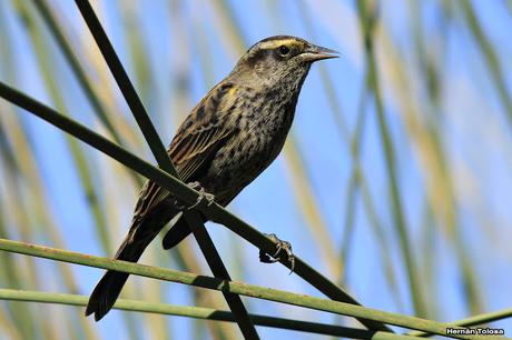 Ictéridos del Juncal