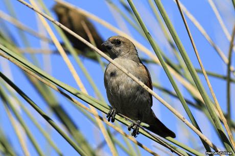 Ictéridos del Juncal