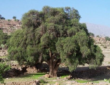 Aceite de Argán aromático a la Naranja de SEHAQUI – una delicia para el cuidado del rostro