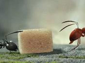 Minúsculos: valle hormigas perdidas, mundo miniatura