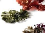 Trends: algas alimentación