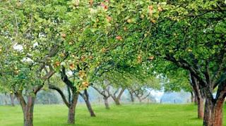 El cultivo de manzanas