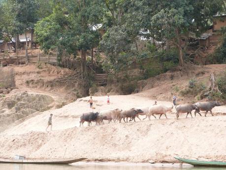 Búfalos a la ribera de los ríos