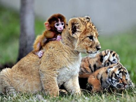 19-unlikely-animals-who-are-best-friends