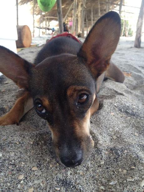 Los perros nos hacen física y mentalmente más saludables