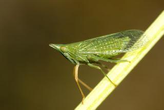 Para ampliar Gen.Dictyophara Germar 1833 hacer clic