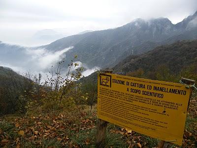 Anillamiento en Los Alpes // Progetto Delle Alpi - Stazione Passo di Spino - 21-27 Octubre 2010