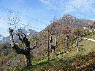 Anillamiento en Los Alpes // Progetto Delle Alpi - Stazione Passo di Spino - 21-27 Octubre 2010