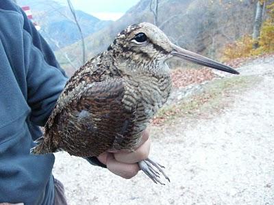 Anillamiento en Los Alpes // Progetto Delle Alpi - Stazione Passo di Spino - 21-27 Octubre 2010