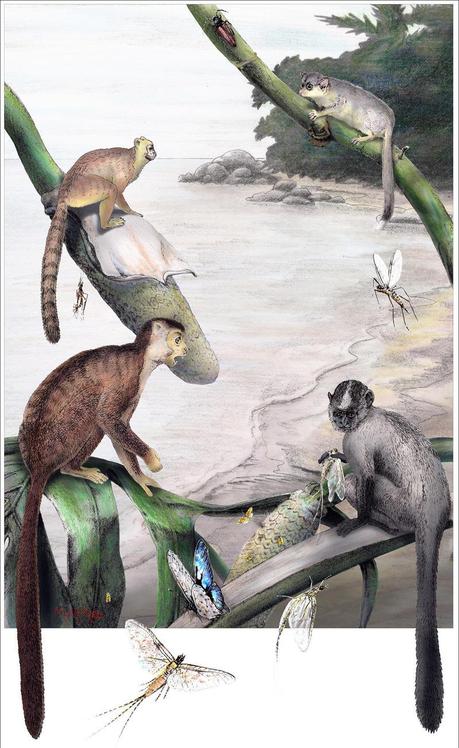 Los simios no proceden de África sino de Asia