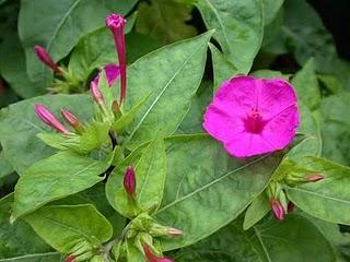 Cuatro hermanas de Jetta Carleton