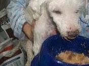 Coco,caniche años.URGENTE (MURCIA)